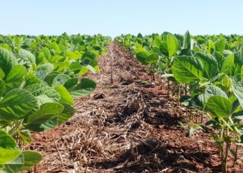 Aprosoja Brasil convida sociedade a participar de consulta pública sobre glifosato