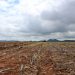 Semeadura de soja em Goiás pode começar a partir desta quarta-feira, 25
