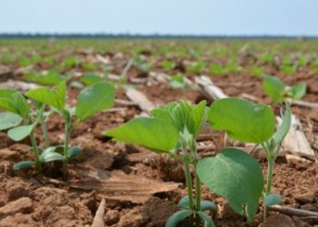 Plantio de soja avança em muitas áreas do país