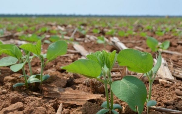 Plantio de soja avança em muitas áreas do país