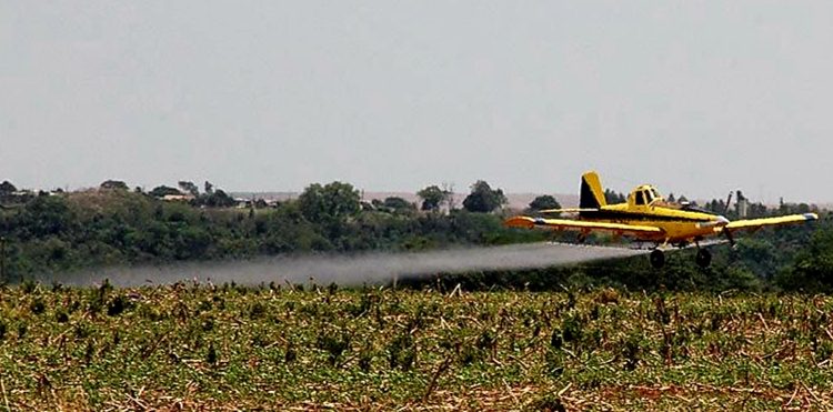 Boas práticas garantem harmonia entre agricultura e apicultura