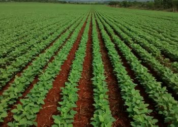 MT: produtores elogiam curso Soja Plus online; inscrições abertas para próxima turma