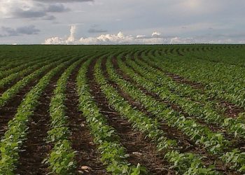 Soja: todos os campeões do Cesb colheram mais de 100 sacas por hectare