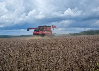 Produção de soja em Goiás deve ter redução de pelo menos 15%, estima Aprosoja