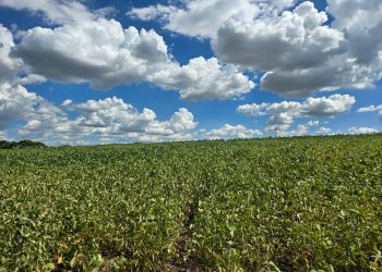 QUEBRA RECORDE: Aprosoja Brasil recomenda cautela e prudência aos produtores