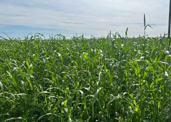 Aprosoja Tocantins convida produtores para Dia de Campo em Paraíso do Tocantins com foco em manejo e produtividade