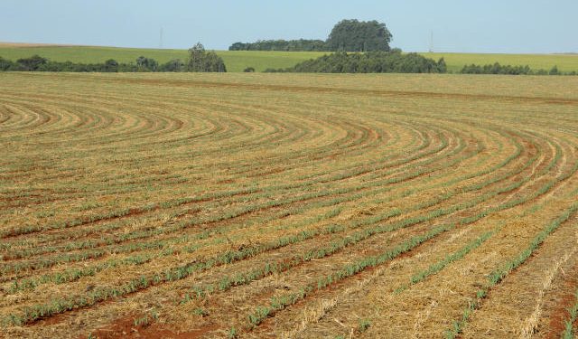 Plantio de soja em Goiás é antecipado para 25 de setembro