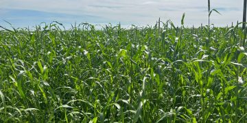 Aprosoja Tocantins convida produtores para Dia de Campo em Paraíso do Tocantins com foco em manejo e produtividade